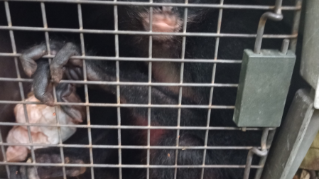 La reinserción de estos mamíferos representa un avance significativo para la restauración productiva de la fauna nativa de la región.