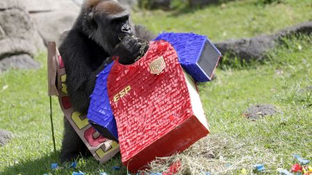 Las predicciones forman parte de actividades de enriquecimiento ambiental en el zoológico.