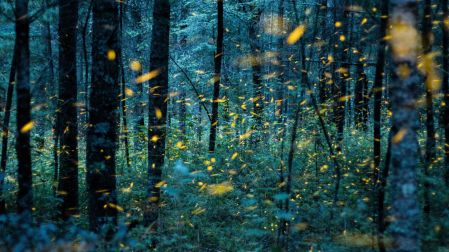 TLAXCALA, TLAXCALA, 13JULIO2018. Cada verano el bosque de Nanacamilpa en Tlaxcala, se convierte en una zona mágica llena de luz, pues miles de luciérnagas hacen su aparición por las noches en busca de apareamiento en un ritual que se asemeja a una danza de luces intermitentes provenientes de los insectos endémicos de la región. El santuario de las luciérnagas es único en su especie pues solo se puede observar en Nueva Zelanda y en el bosque de Nanacamilpa donde año con año acuden miles de turistas de todo el mundo para apreciar esta belleza natural.FOTO: JOAQUÍN SANLUIS /CUARTOSCURO.COM