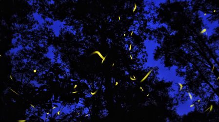 NANACAMILPA, TLAXCALA, 20JULIO2017.- Cada año, en los meses de junio, julio y agosto, los bosques de Nanacamilpa, Tlaxcala, son sede del avistamiento de luciérnagas, un espectáculo natural de luces amarillas único en su tipo, ya que solo se puede observar en México y Nueva Zelandia. En las más de 4 mil hectáreas de bosques de oyamel, pino y encino, la especie endémica del lugar, Macrolampis palaciosi , sale de las hojarascas entre la humedad de la tierra para iniciar su ritual de apareamiento.FOTO: DIEGO SIMÓN SÁNCHEZ /CUARTOSCURO.COM