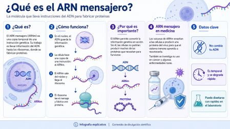 Infografía de ARN mensajero