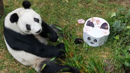 Xin Xin cumple 36 años: conoce cómo enviar tu carta al panda gigante de Chapultepec
