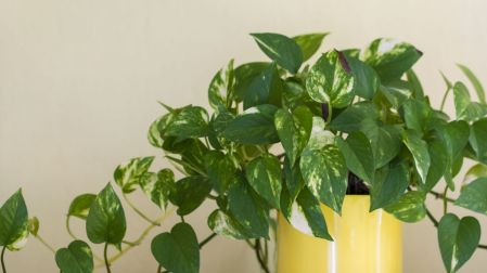 Plantas que ayudan a reducir el polvo en casa