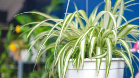 Plantas que ayudan a reducir el polvo en casa