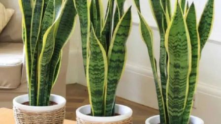 Plantas que ayudan a reducir el polvo en casa