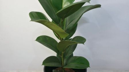 Plantas que ayudan a reducir el polvo en casa