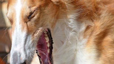 ¿Por qué mi perro vomita la comida sin digerir