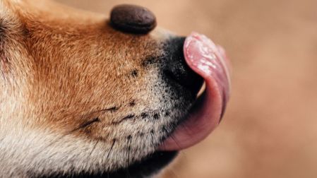 ¿Por qué mi perro vomita la comida sin digerir?