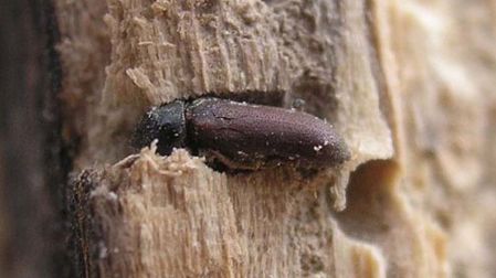 ¿Cómo eliminar las polillas de la madera?