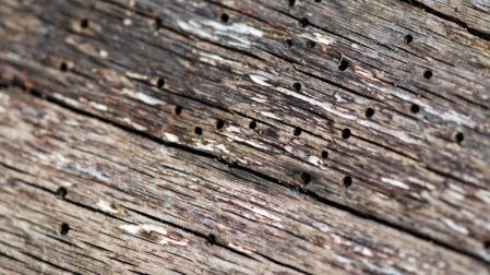 ¿Cómo eliminar las polillas de la madera?
