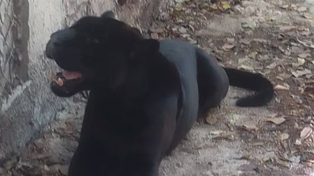 Los animales eran mantenidos en cautiverio sin agua ni comida