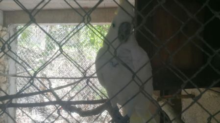 Los animales permanecían en espacios reducidos, con deficientes condiciones de higiene