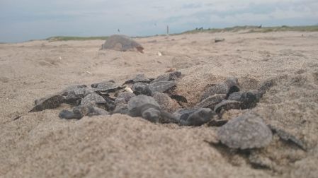Arribo de tortugas marinas al Santuario Morro Ayuta