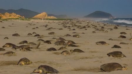 Arribo de tortugas marinas al Santuario Morro Ayuta
