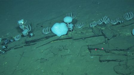 This handout photograph taken by Global TREnD, IDSSE, seven kilometres under the sea on the deep seafloor of the Diamantina Zone in the Indian Ocean in 2023 and released on June 10, 2026, shows whale bones at the world's biggest known whale graveyard discovered by the Chinese submersible Fendouzhe. The world's largest whale graveyard has been discovered at the bottom of the Indian Ocean by Chinese scientists, who found that the vast expanse of both new and ancient carcasses supports huge communities of deep-sea life. A new, though extinct, species of whale was also identified among the nearly 500 skeletons found up to 7,000 metres deep along a 1,200 kilometre corridor of bones in the Indian Ocean west of Australia. (Photo by Handout / Global TREnD, IDSSE / AFP) / RESTRICTED TO EDITORIAL USE - MANDATORY CREDIT "AFP PHOTO / HANDOUT Global TREnD, IDSSE" - NO MARKETING NO ADVERTISING CAMPAIGNS - DISTRIBUTED AS A SERVICE TO CLIENTS