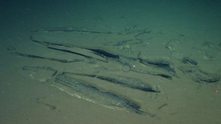 This handout photograph taken by Global TREnD, IDSSE, seven kilometres under the sea on the deep seafloor of the Diamantina Zone in the Indian Ocean in 2023 and released on June 10, 2026, shows whale bones at the world's biggest known whale graveyard discovered by the Chinese submersible Fendouzhe. The world's largest whale graveyard has been discovered at the bottom of the Indian Ocean by Chinese scientists, who found that the vast expanse of both new and ancient carcasses supports huge communities of deep-sea life. A new, though extinct, species of whale was also identified among the nearly 500 skeletons found up to 7,000 metres deep along a 1,200 kilometre corridor of bones in the Indian Ocean west of Australia. (Photo by Handout / Global TREnD, IDSSE / AFP) / RESTRICTED TO EDITORIAL USE - MANDATORY CREDIT "AFP PHOTO / HANDOUT Global TREnD, IDSSE" - NO MARKETING NO ADVERTISING CAMPAIGNS - DISTRIBUTED AS A SERVICE TO CLIENTS