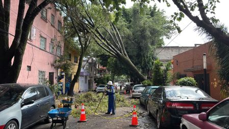 Caen varios árboles y postes