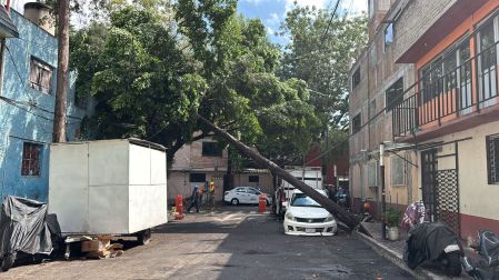 Caen varios árboles y postes