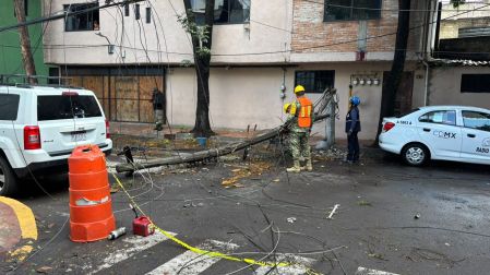 Caen varios árboles y postes