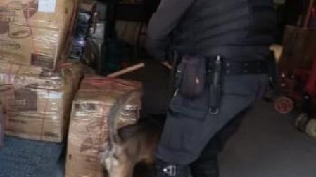 Un binomio canino de la Policía de Monterrey detectó droga en la Central de Autobuses; se aseguraron marihuana, cristal y sustancias líquidas.