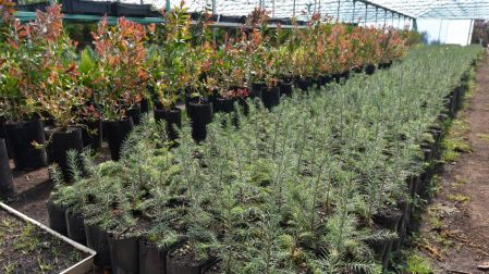 Los viveros de PROBOSQUE llevan a cabo el proceso productivo de planta forestal para abastecer los programas de reforestación, produciendo plantas de distintos climas.