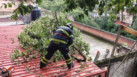 Elementos del Heroico Cuerpo de Bomberos de la Ciudad de México y personal de emergencias se encargaron de seccionar los árboles