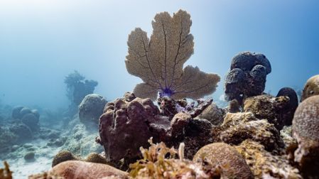 Corales y abanicos de mar forman un arrecife en el Golfo de México, hábitat esencial para especies marinas y equilibrio ecológico.