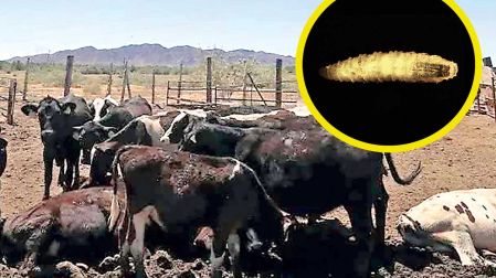Ganado en la frontera Sur de México y, ampliado, un ejemplar de gusano barrenador.