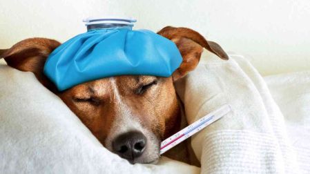 Enfermedades en los perros por la lluvia