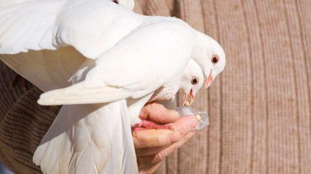 Oración del Niño de las Palomas para causas urgentes y milagros cotidianos