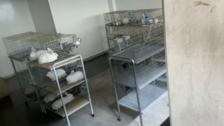 El uso de conejos para prácticas quirúrgicas es parte del programa académico de los estudiantes del noveno semestre de la carrera de Médico Cirujano.