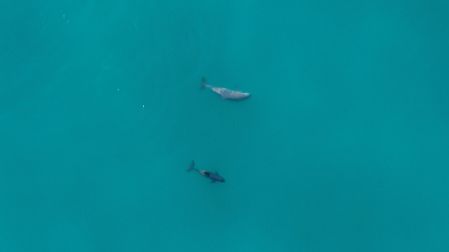 Científicos y jóvenes de San Felipe rastrean con el ADN ambiental a la vaquita marina.