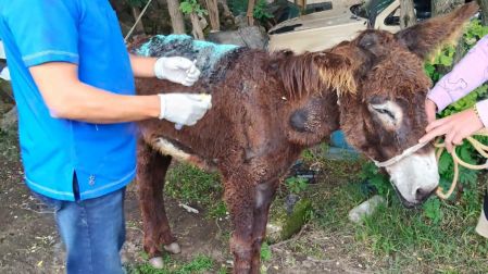 El equino fue enviado a un santuario.