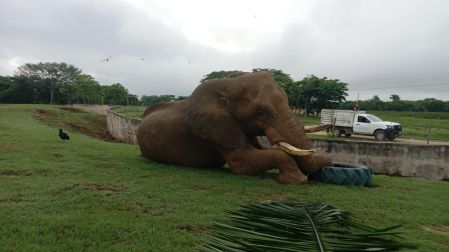 El elefante Tombo se ha visto afectado por las altas temperaturas registradas en el zoológico.