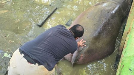 El hipopótamo fue atendido en malas condiciones en el zoológico de YAMKÁ.