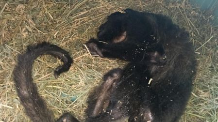 A pesar de que se encontraban en buenas condiciones al llegar a YAMKÁ, los animales han ido muriendo.