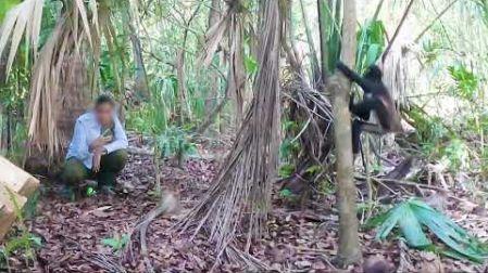 Cinco monos araña rescatados del tráfico ilegal fueron liberados en la Reserva de la Biosfera La Encrucijada, Chiapas, una zona donde la población de la especie ha disminuido considerablemente