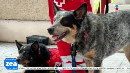 Regresaron a México 15 rescatistas y cuatro binomios caninos de la #CruzRoja Mexicana que se integraron a la misión humanitaria desplegada en #Venezuela tras los sismos del 24 de junio.
#NoticiasImagen #LoDijoZea #ImagenNoticias
Visita nuestro sitio web: http://www.imagentv.com
No te pierdas Imagen Noticias con Francisco Zea de lunes a viernes en punto de las 6:30 am por Imagen Televisión.
TikTok: https://www.tiktok.com/@imagennoticias
Instagram Imagen Noticias con Francisco Zea: https://www.instagram.com/imagenzea
Instagram: https://www.instagram.com/imagentvnoticias/
X Imagen Noticias con Francisco Zea: https://x.com/imagenZea
X Noticias: https://twitter.com/ImagenNoticias_
X Televisión: https://twitter.com/ImagenTVMex
Facebook Imagen Noticias con Francisco Zea: https://www.facebook.com/ImagenZea/
Facebook: https://www.facebook.com/ImagenTVNoticias
Aquí encontrarás la mejor información nacional e internacional de Imagen Noticias con Francisco Zea, Nacho Lozano, Crystal Mendivil, Enrique Sánchez y Paola Rojas.