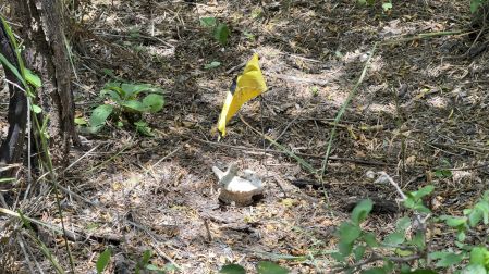 Fosas clandestinas ubicadas a 300 metros del muro fronterizo