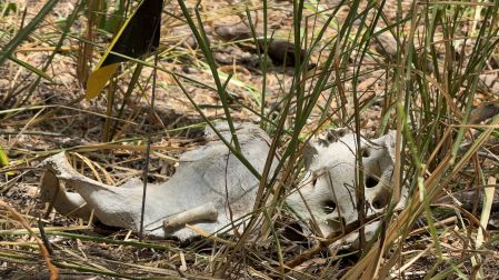 Fosas clandestinas ubicadas a 300 metros del muro fronterizo