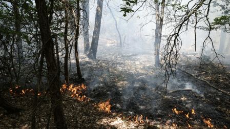 Las llamas continúan propagándose a pesar del despliegue de 500 bomberos sobre el terreno y del uso de recursos aéreos sin precedentes en la región parisina.