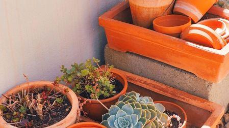 ¿Cómo elegir la maceta adecuada para tus plantas?
