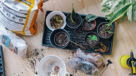 ¿Cómo elegir la maceta adecuada para tus plantas?