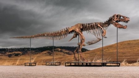T-rex Gus fue vendido en una subasta