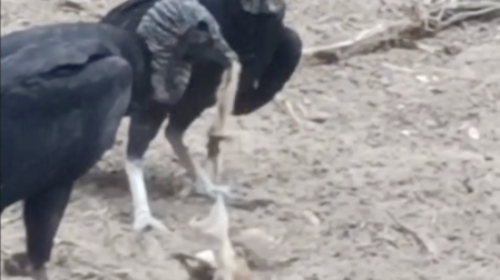 Zopilotes se devoran a las crías de venado acabadas de nacer.