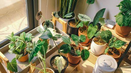 Plantas ideales para vivir en departamentos