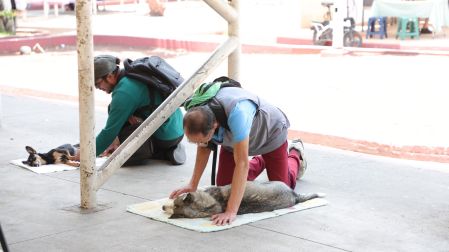 Los animales deberán acudir limpios, no estar lactando, no estar en celo ni presentar enfermedades