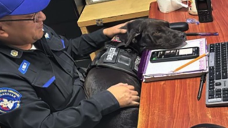 La Policía Auxiliar de CDMX adoptó a “Patotas”, perrita rescatada tras ser atropellada y amputada, que ahora vive en el Sector 73 Excalibur.
