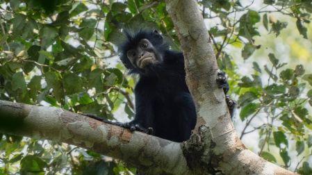 El mono posee un pelaje negro brillante y un rostro con apariencia de máscara.