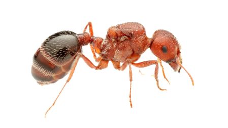 Las hormigas reina del género Pogonomyrmex destacan por su gran tamaño, de hasta 1.5 centímetros
